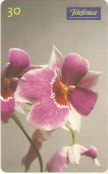 SP-0284M - Orquídea-Miltoniopsis